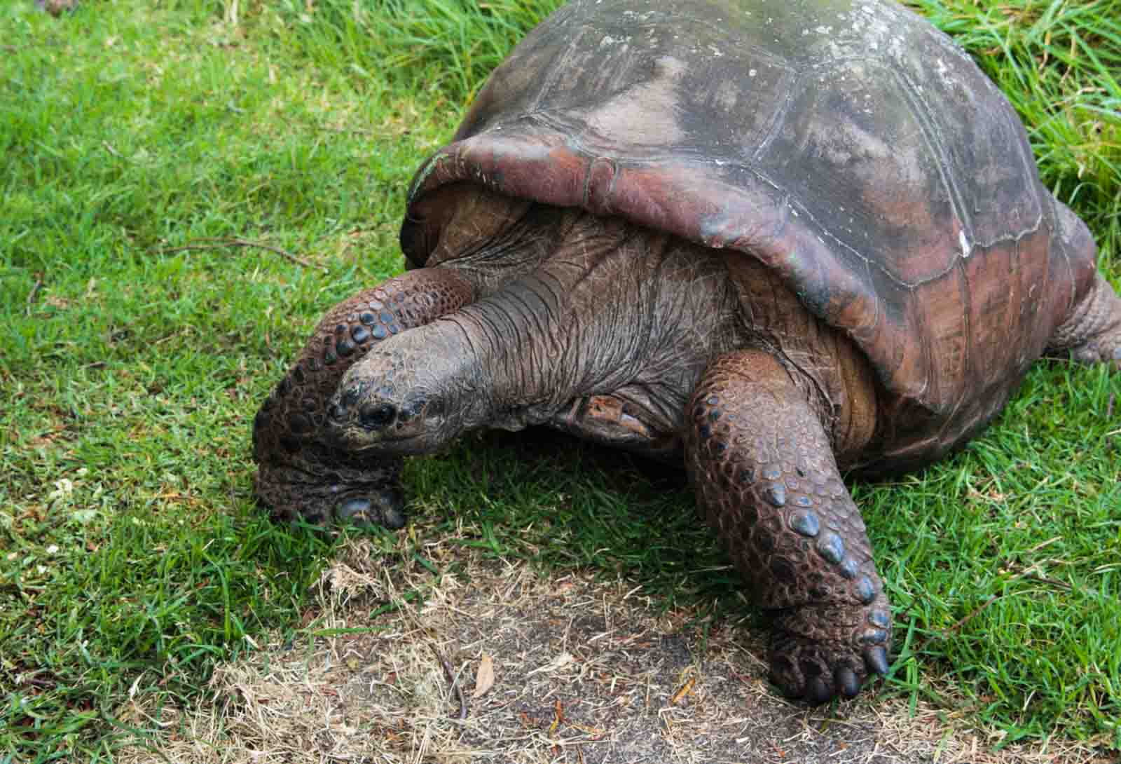 Jonathan the Tortoise: World’s oldest living land animal celebrates 191st birthday 