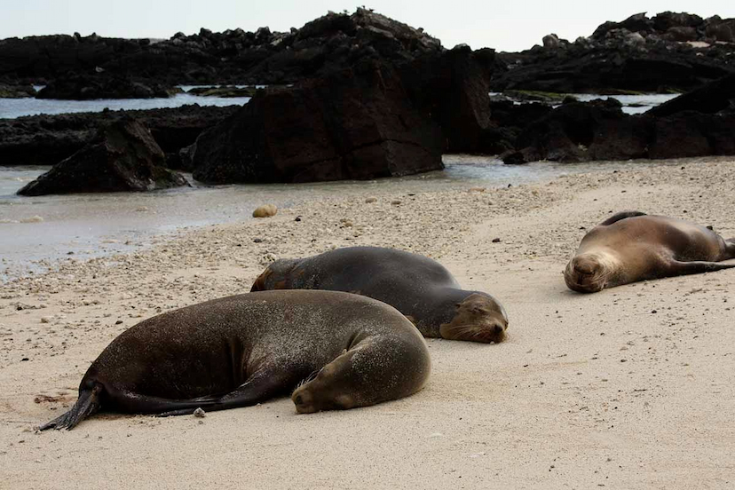 Galapagos in Style 8 day Infinity Yacht Adventure
