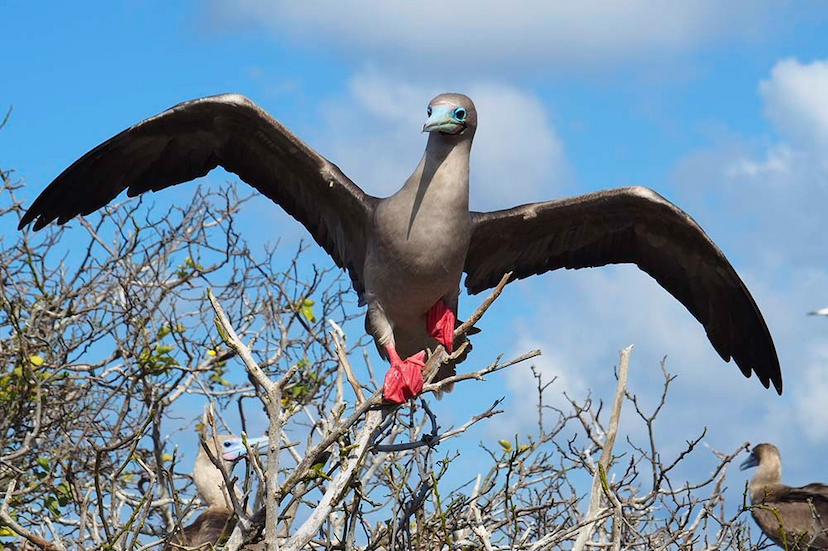 Galapagos in Style Short Luxury Cruise