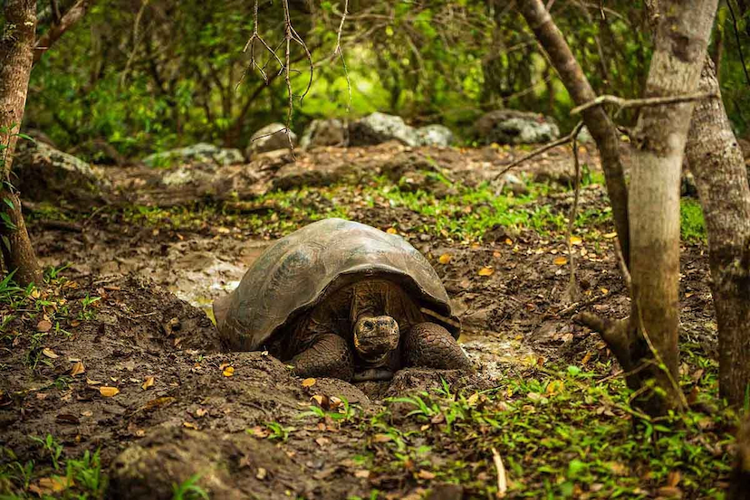 Santa Cruz Island | Galapagos tortoise