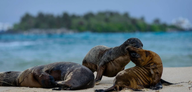 Santa Fe | Galapagos sea lions